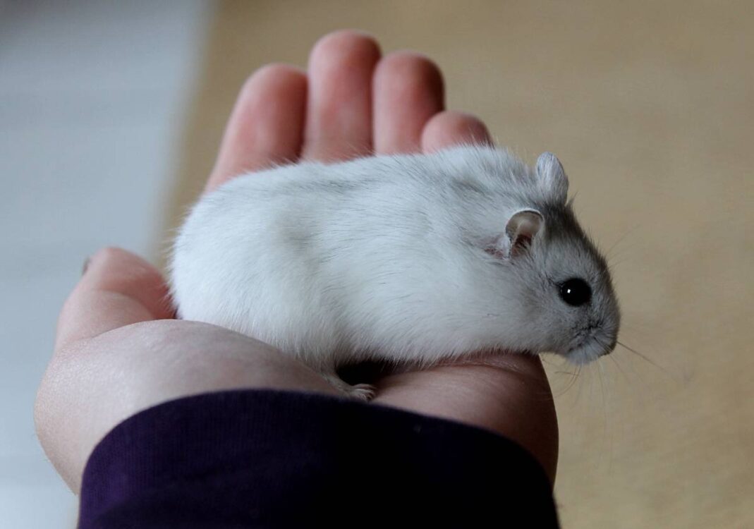 giống Chuột Hamster Winter White