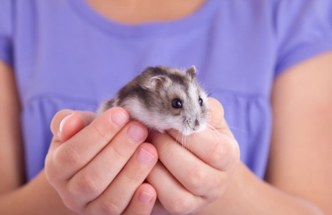 Nuôi chuột hamster