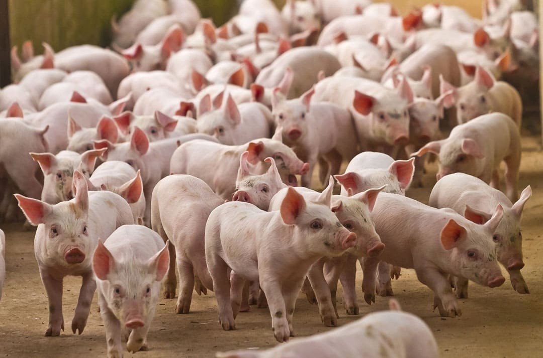 bệnh liên cầu lợn thường xuyên gặp trong mùa đông xuân