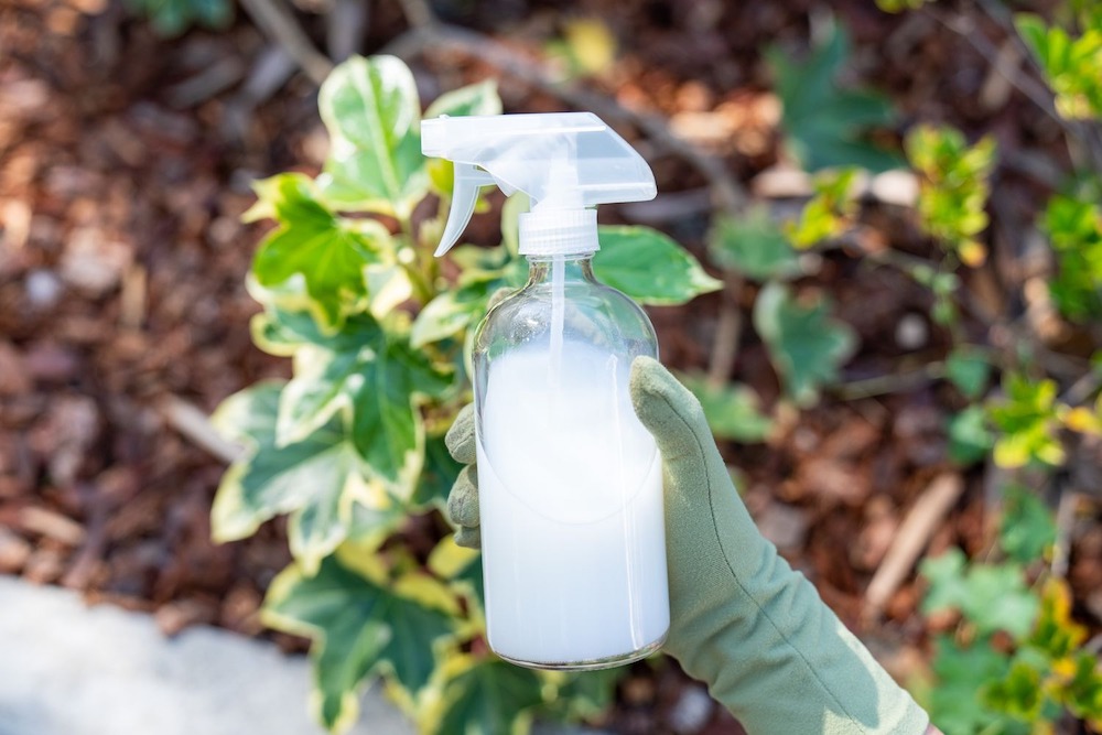 Sữa tươi được sử dụng phổ biến để tưới cây