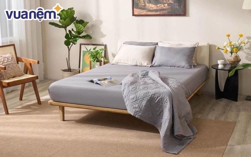 Bộ ga chun Amando Cozy