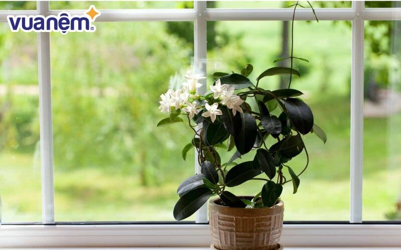 Hoa nhài giúp an thần, làm dịu tâm trạng mang tới giấc ngủ ngon