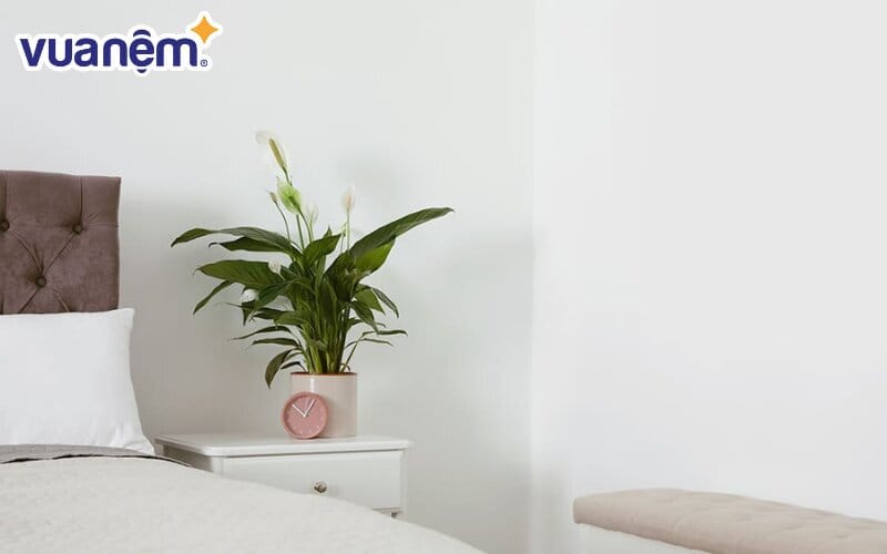 Hoa lan ý có tác dụng loại bỏ độc tố và chất gây dị ứng trong không khí