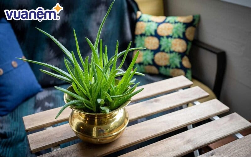 Nha đam dễ chăm sóc và thích hợp trồng trong phòng ngủ