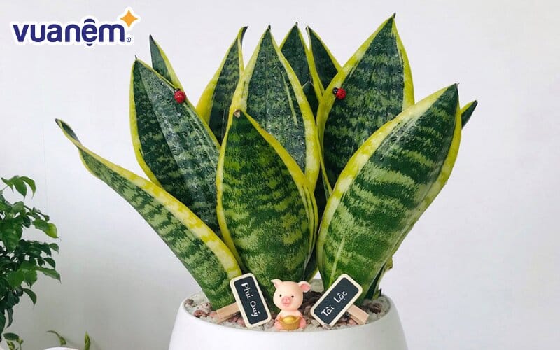 Lưỡi hổ có khả năng thanh lọc không khí hoàn hảo