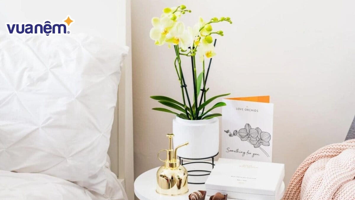 Hoa lan hấp thụ độc tố giúp không khí phòng phòng ngủ trong lành hơn