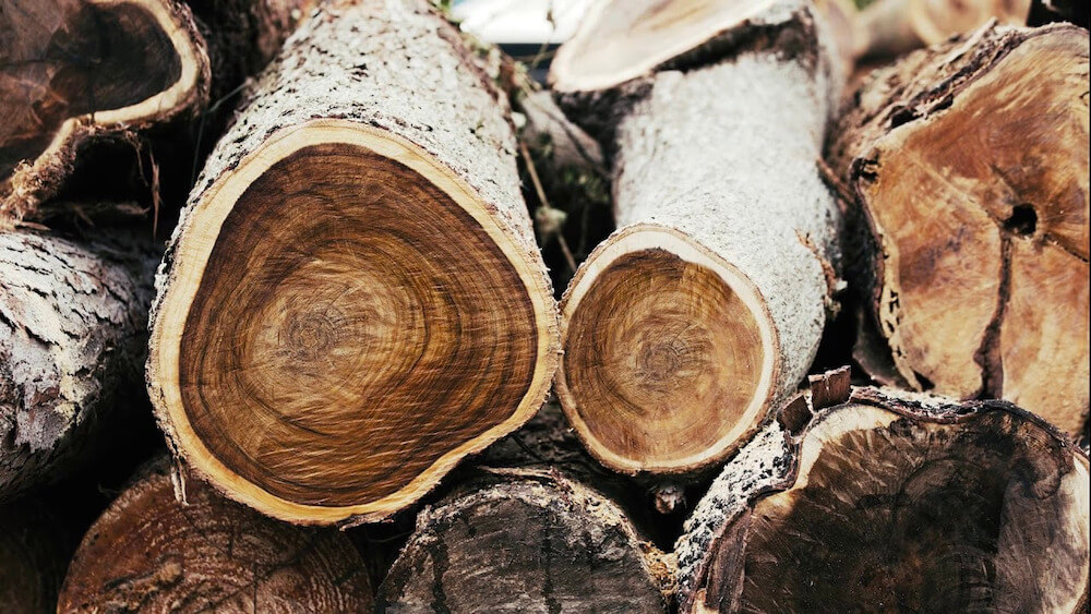 tìm hiểu về gỗ tràm 