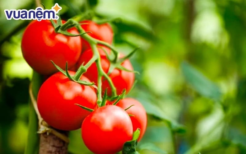 Nên ăn cà chua trước khi ngủ 2 - 3 giờ để dạ dày đủ thời gian tiêu hóa