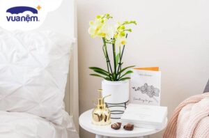 Cắm hoa gì trong phòng ngủ giúp tinh thần thư thái, dễ ngủ?