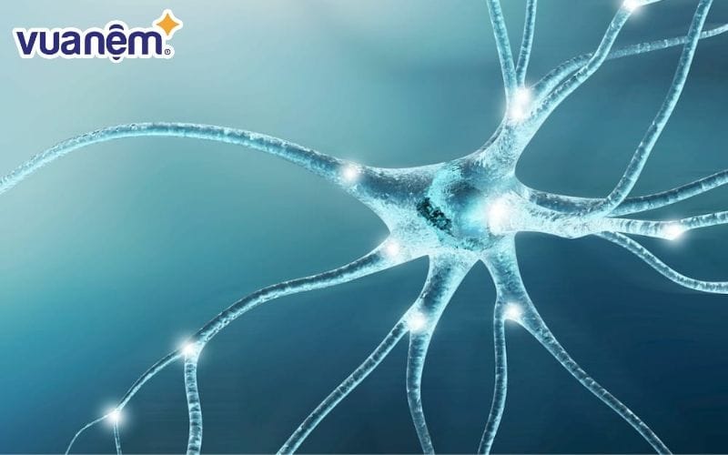 Trong não chỉ có khoảng 10.000 – 20.000 tế bào thần kinh sản xuất Hypocretin