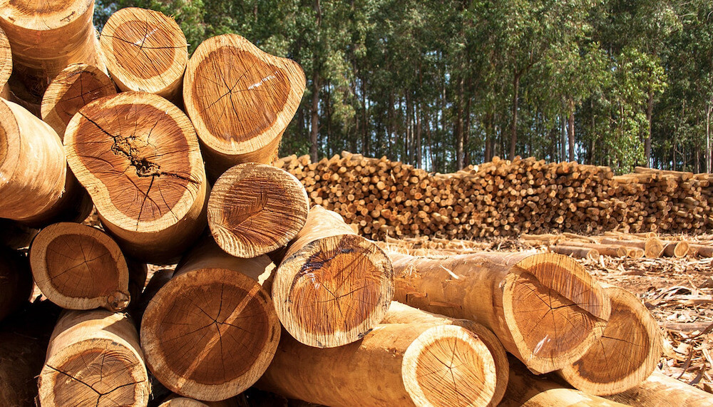 so sánh gỗ keo và gỗ thông 