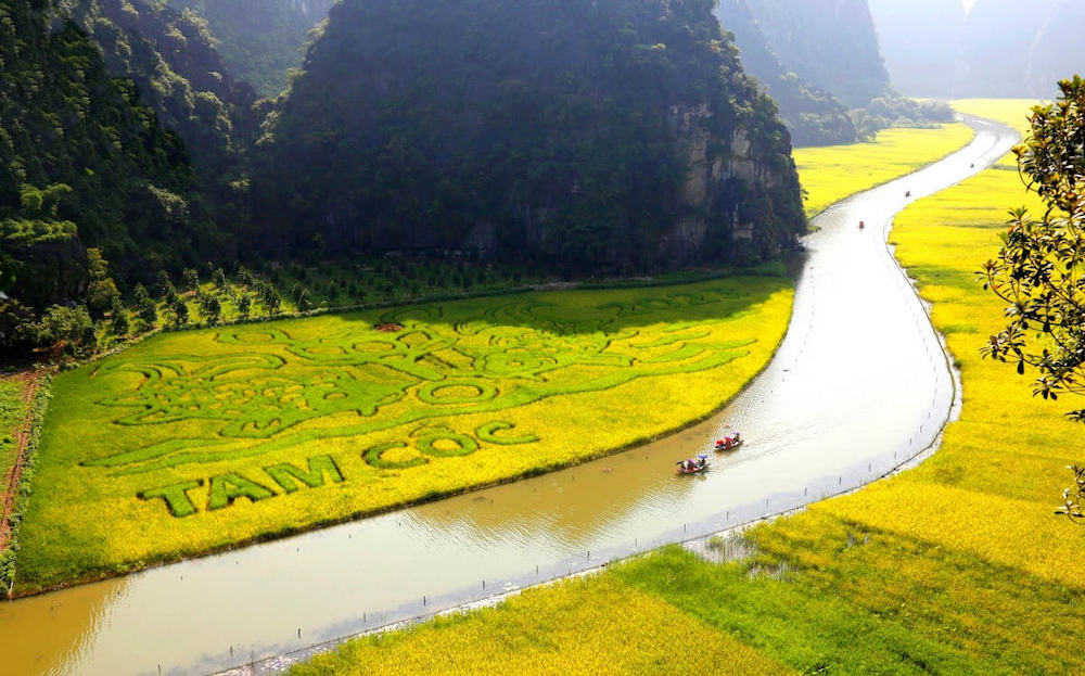 Mùa lúa chín vàng rực rỡ tại Ninh Bình vào tháng 6