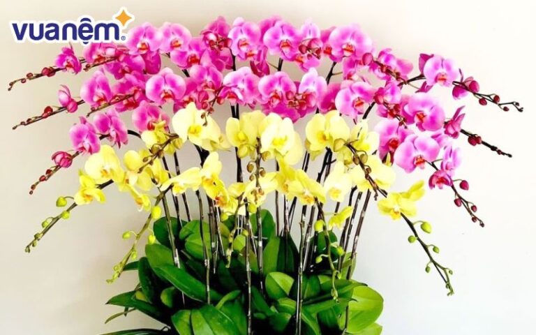 10+ cách cắm hoa lan chơi Tết, trang trí phòng khách - Vua Nệm