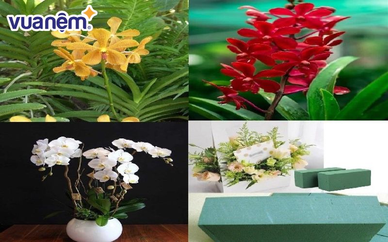 10+ cách cắm hoa lan chơi Tết, trang trí phòng khách - Vua Nệm