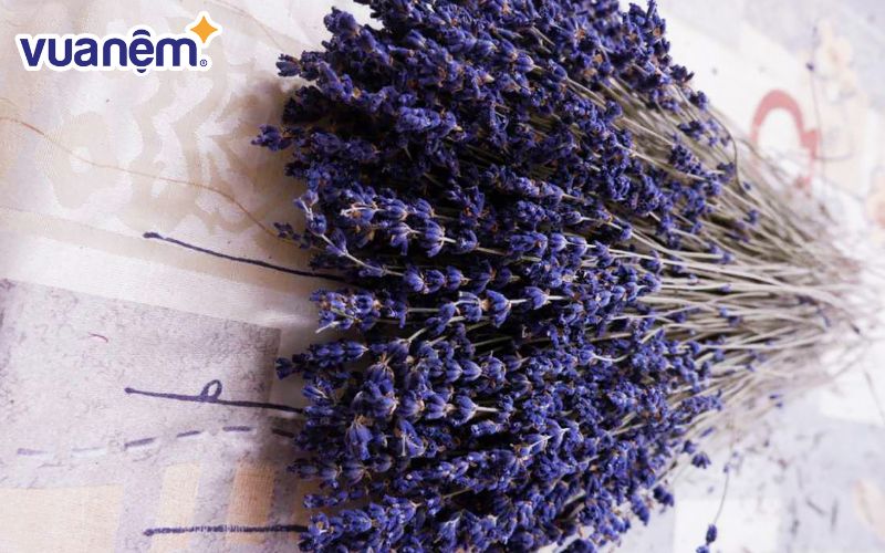 Bạn không để hoa lavender khô trong môi trường có độ ẩm cao