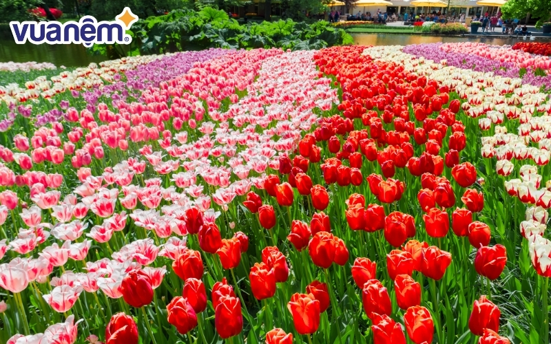 Hoa tulip có hơn 3000 giống trên thế giới