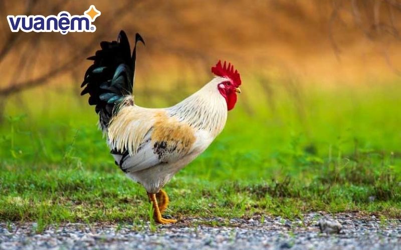 Người tuổi Dậu rất thích khoe khoang kiến thức của mình và chau chuốt bản thân.