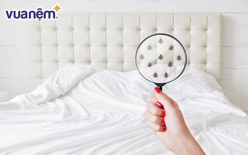 Trứng rệp hoặc các vết máu có thể tìm thấy trên giường
