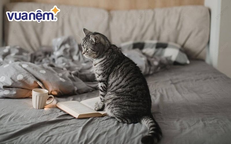 Hạn chế cho vật nuôi lên giường để nệm không bị dính nước tiểu