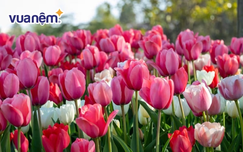 Hoa tulip là biểu tượng của sự ngọt ngào trong tình yêu