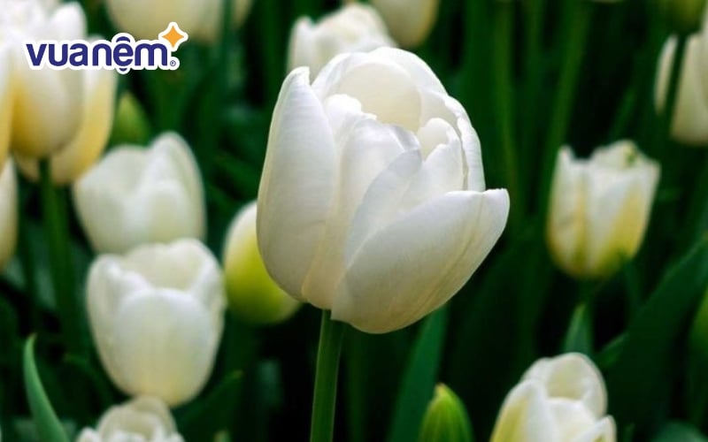 Hoa tulip trắng