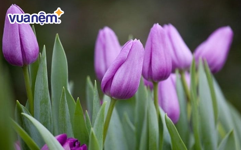 Hoa tulip tím