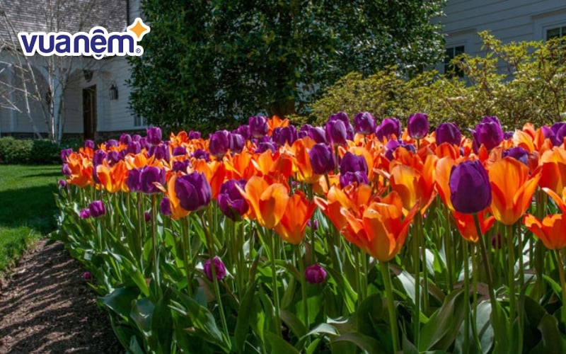 Hoa cưới tulip có giá giao động từ 800.000 - 1.500.000