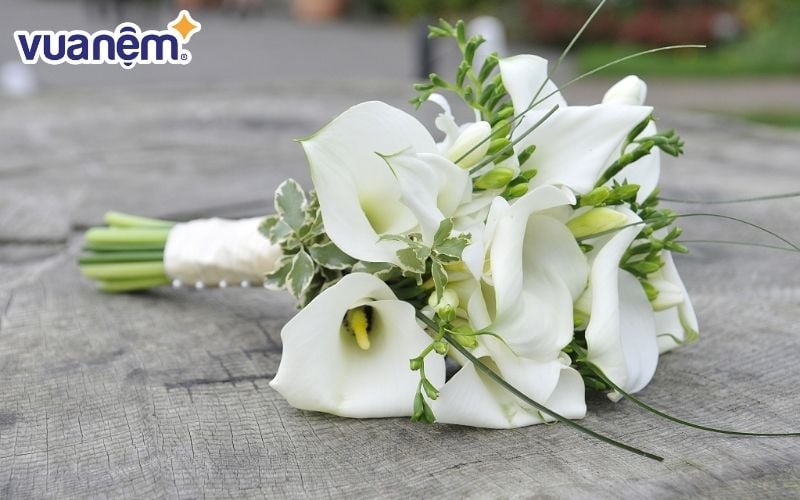 Hoa calla lily sở hữu sắc trắng tinh khôi như biểu tượng cho sự thuần khiết của tình yêu