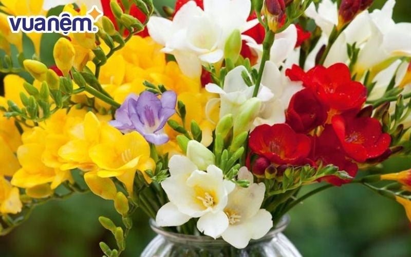 Hoa Freesias là hoa kỷ niệm ngày cưới mang đến sự ngọt ngào, tinh tế