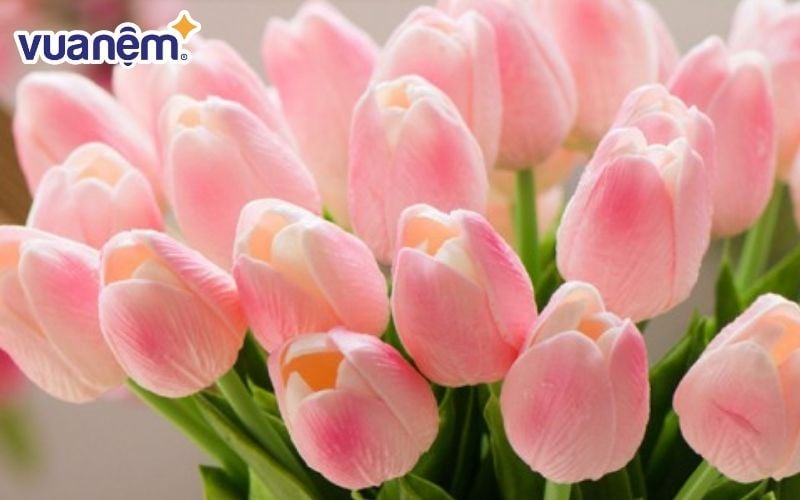 Hoa tulip mang vẻ đẹp thanh cao, quý phái