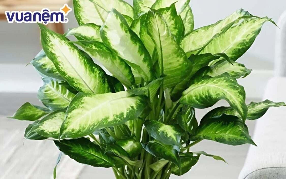 Cây vạn niên thanh thích hợp cho không gian phòng ngủ