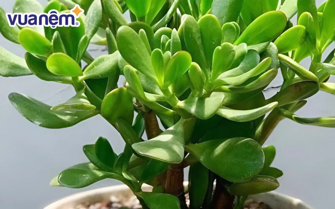 Cây ngọc bích thanh lọc không khí tốt