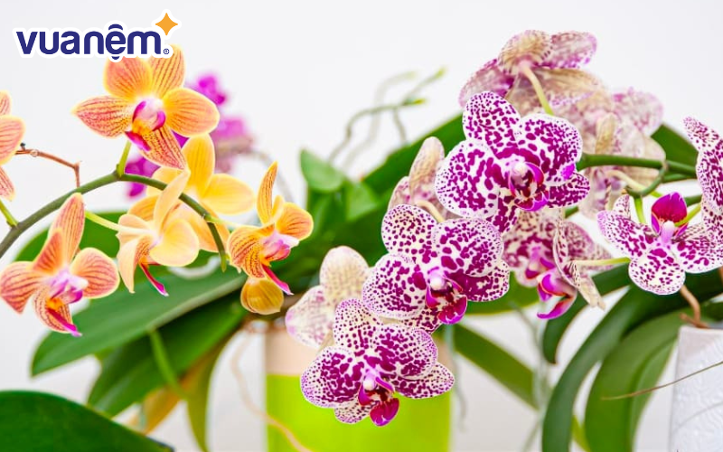 Hoa phong lan có giá trị thẩm mỹ cao