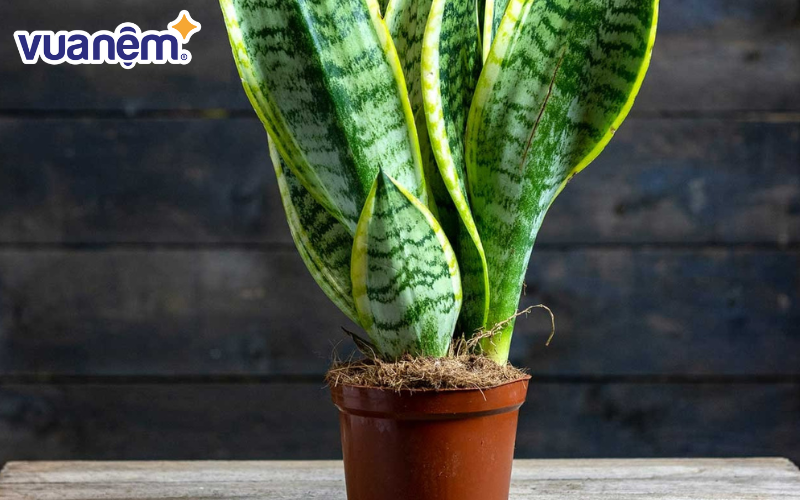 Cây lưỡi hổ có thể loại bỏ 107 loại độc tố từ không khí