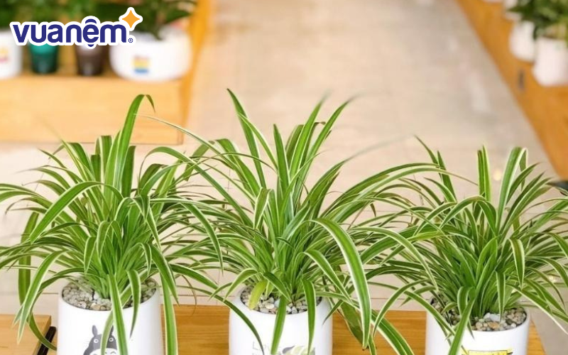 Cây cỏ lan chi thích hợp trồng trong phòng ngủ