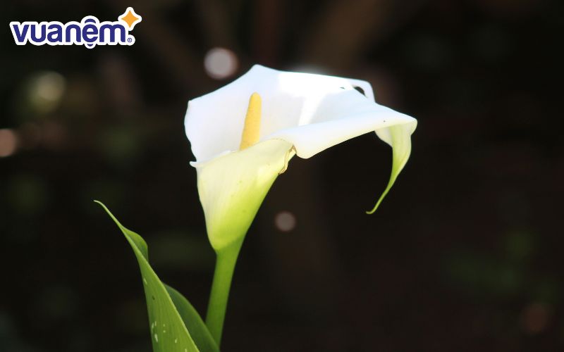 Tên “Calla” trong Calla Lily nghĩa là “đẹp” trong tiếng Hy Lạp