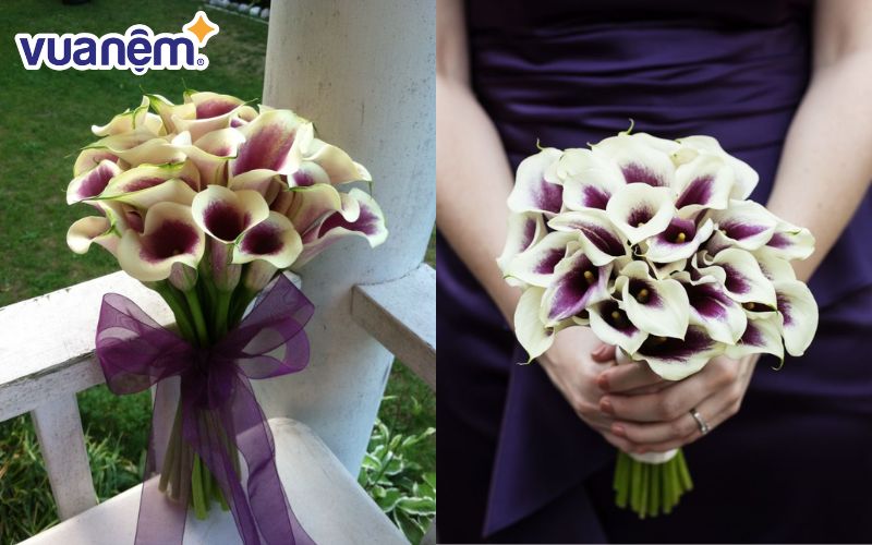 Sự độc đáo của Calla Lily phai trắng và tím