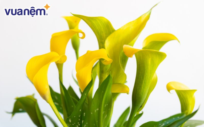 Calla Lily vàng biểu trưng cho lòng biết ơn và sự trân trọng