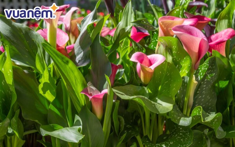 Calla Lily hồng mang thông điệp về một tình yêu đầy ân cần