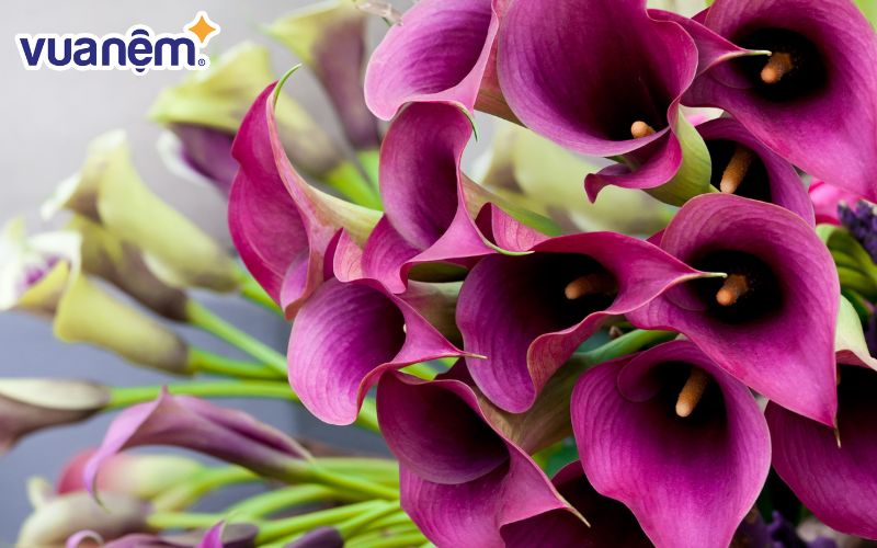 Calla Lily tím mang vẻ đẹp quyến rũ, huyền bí