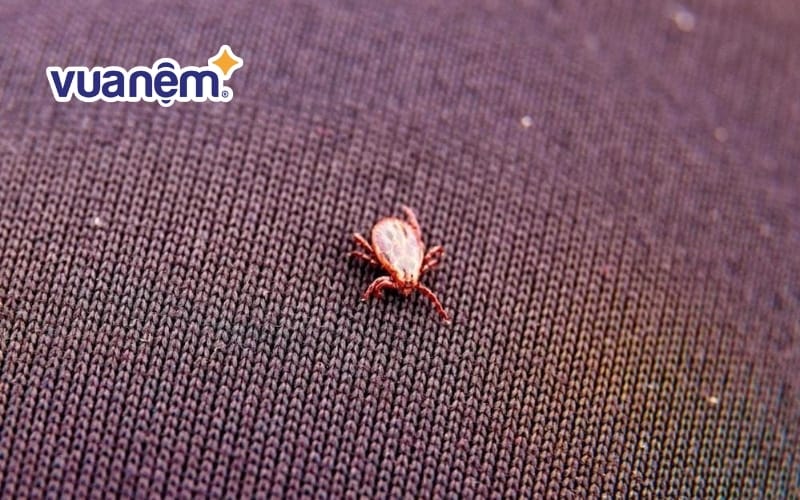 Mạt gà có thể có nhiều màu sắc, tùy vào khi chúng no hay đói