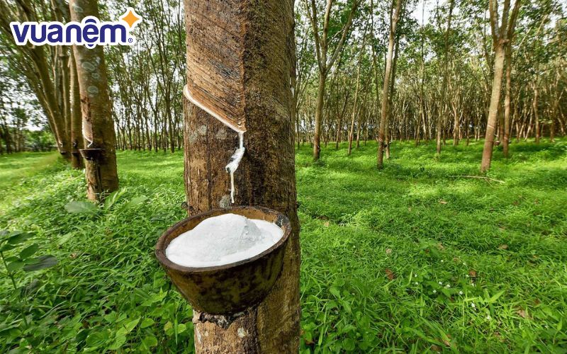 Nệm cao su được làm từ mủ cao su thiên nhiên