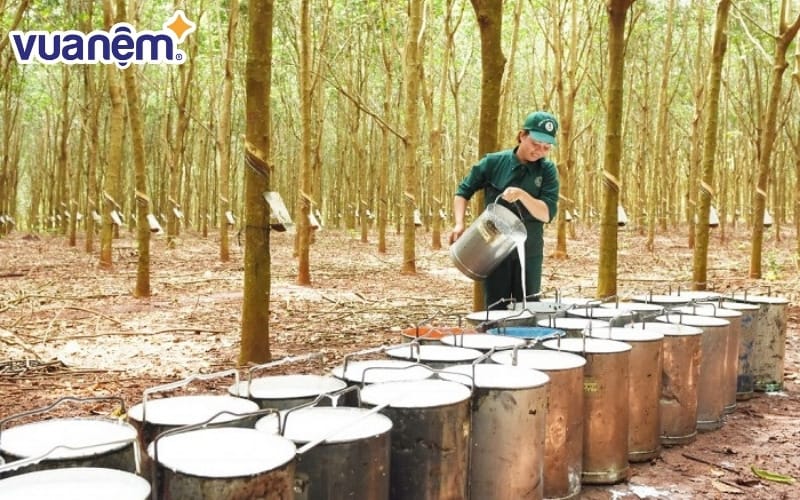 Cao su thiên nhiên được ứng dụng trong nhiều ngành khác nhau