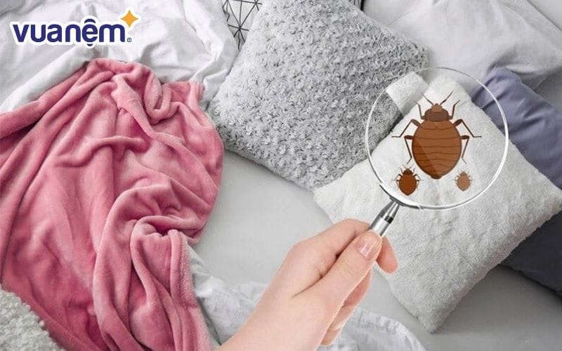 Nệm ngủ nằm lâu ngày sẽ xuất hiện bọ rệp