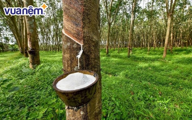 Gummi Legend sử dụng nguyên liệu mủ cao su được chọn lọc kỹ lưỡng