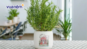 Top 10 cây đuổi muỗi phòng ngủ hiệu quả nên trồng trong nhà