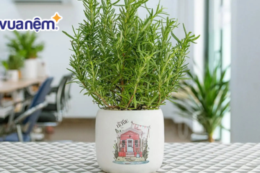 Top 10 cây đuổi muỗi phòng ngủ hiệu quả nên trồng trong nhà