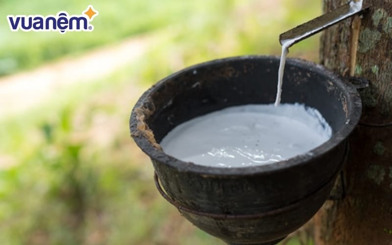 Tại sao nệm cao su đắt hơn nệm foam - Nguồn nguyên liệu