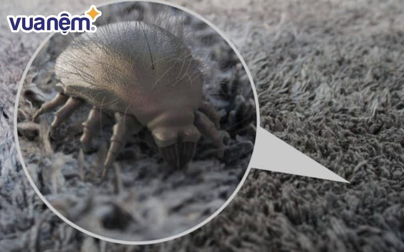 Mạt bụi là loài côn trùng siêu nhỏ ẩn nấp khắp mọi nơi trong nhà