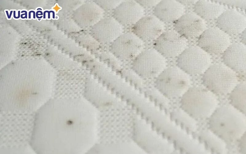 Không vệ sinh định kỳ khiến đệm bông ép bị mốc
